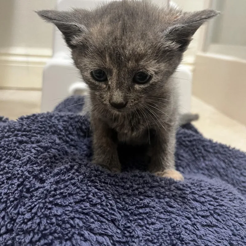 A baby small-sized female Gray / Blue / Silver Domestic Short Hair cat named Hannah for adoption in Los Angeles, CA