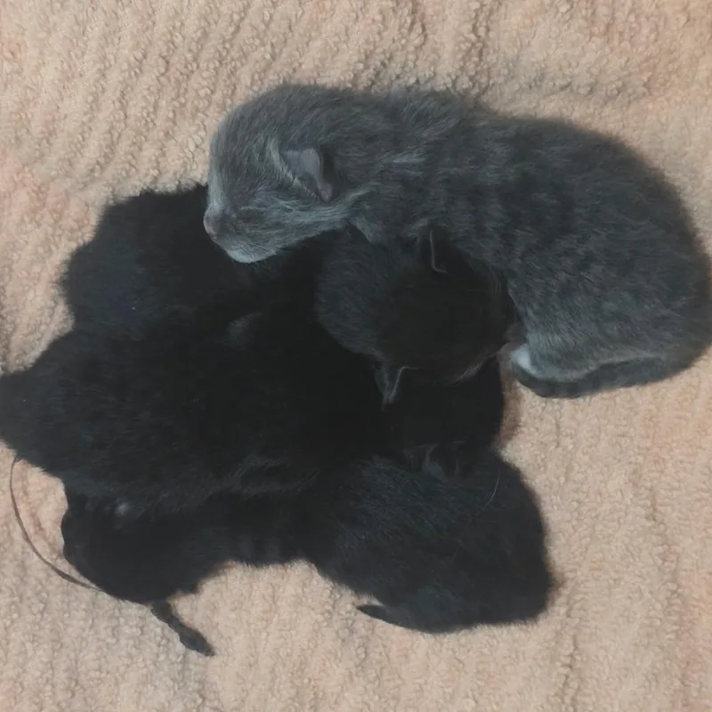 A baby small-sized male Gray / Blue / Silver Domestic Short Hair cat named Mr. Peep for adoption in Layton, UT