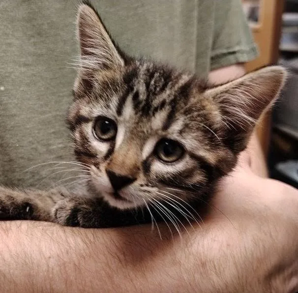 A young small-sized female Buff / Tan / Fawn Domestic Short Hair cat named Coco for adoption in Indiana, PA