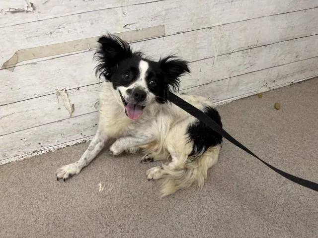 A young small-sized female Chihuahua dog named Blair for adoption in San Bernardino, CA