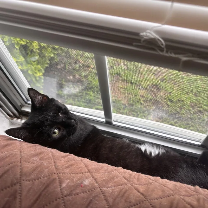 A young small-sized female Black Domestic Short Hair cat named Dotty for adoption in Falls Church, VA