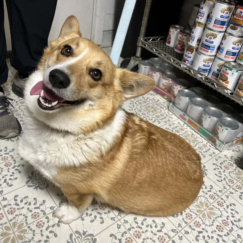 An adult small-sized female Yellow / Tan / Blond / Fawn Corgi dog named Eve for adoption in Yucaipa, CA