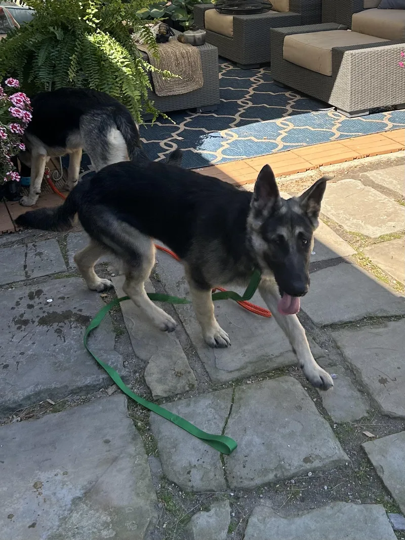 A young large-sized male German Shepherd Dog dog named Sebastian for adoption in Rossford, OH