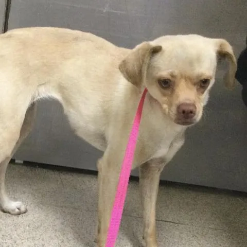 An adult small-sized female Chihuahua dog named Spice for adoption in Riverside, CA
