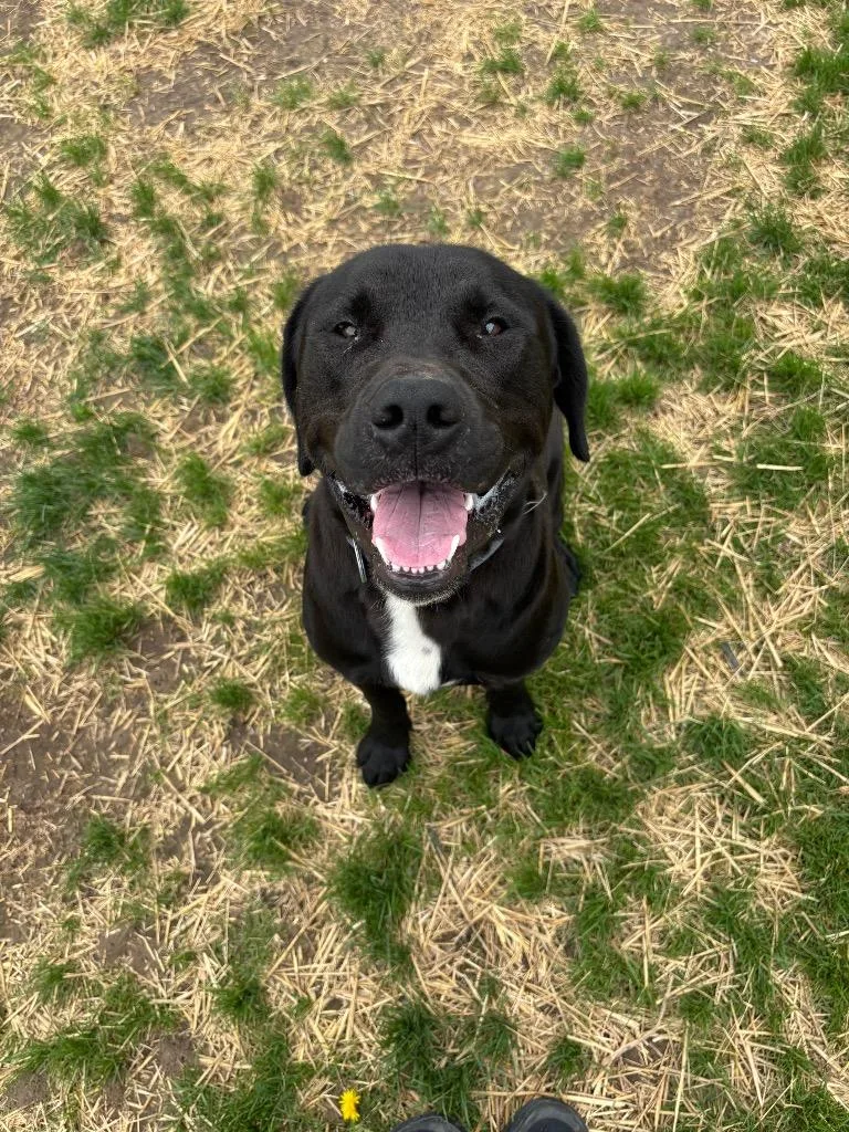 A young large-sized male Labrador Retriever dog named Pedro for adoption in Wabash, IN