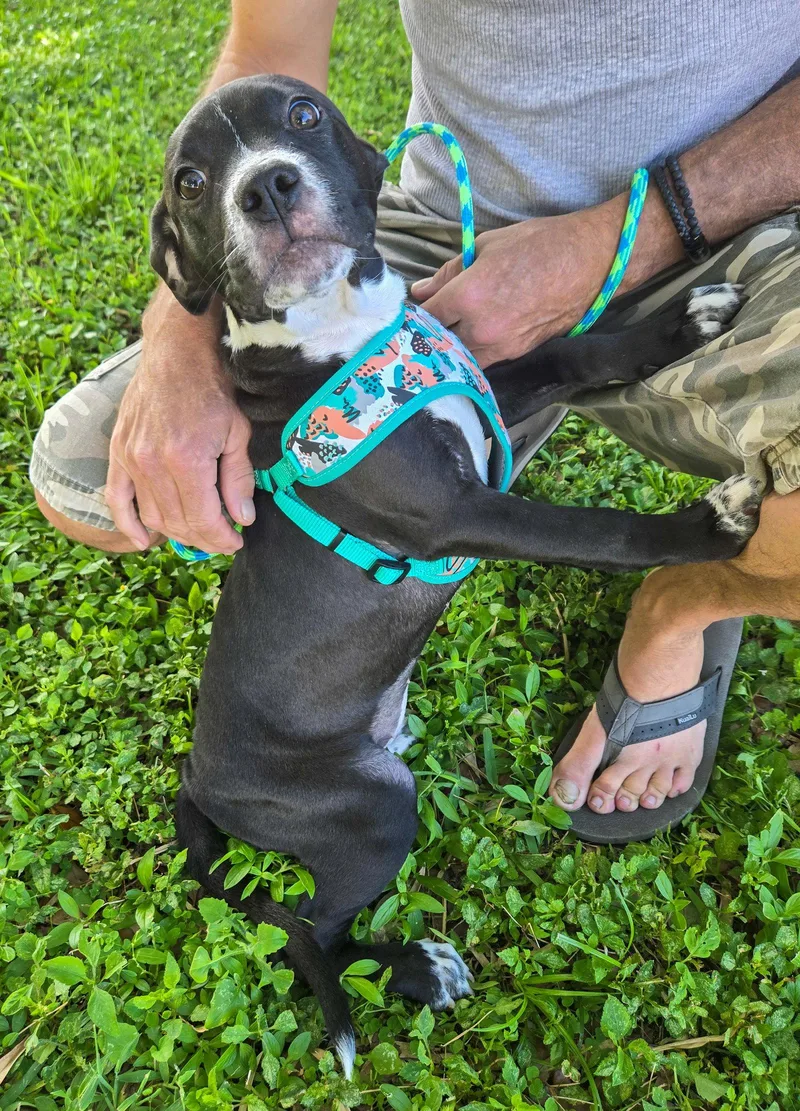 A baby medium-sized female American Staffordshire Terrier dog named Ballerina for adoption in Lighthouse Point, FL