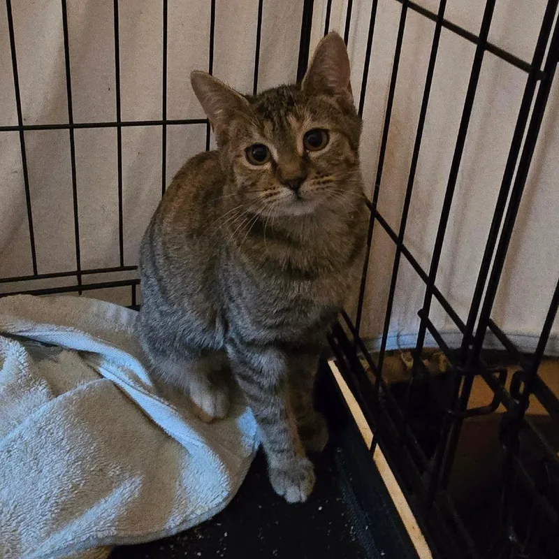 A baby small-sized female Torbie Domestic Short Hair cat named Ridley for adoption in Grantsville, UT