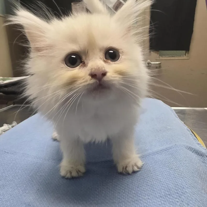 A baby small-sized female White Persian cat named Sussie for adoption in Tacoma, WA