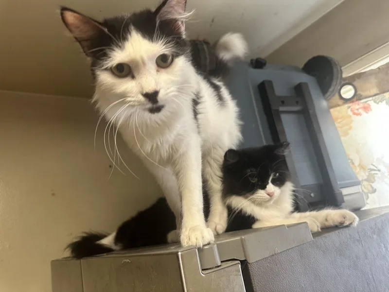 A young medium-sized female Black & White / Tuxedo Domestic Medium Hair cat named Zinnia & Pansy for adoption in Inglewood, CA