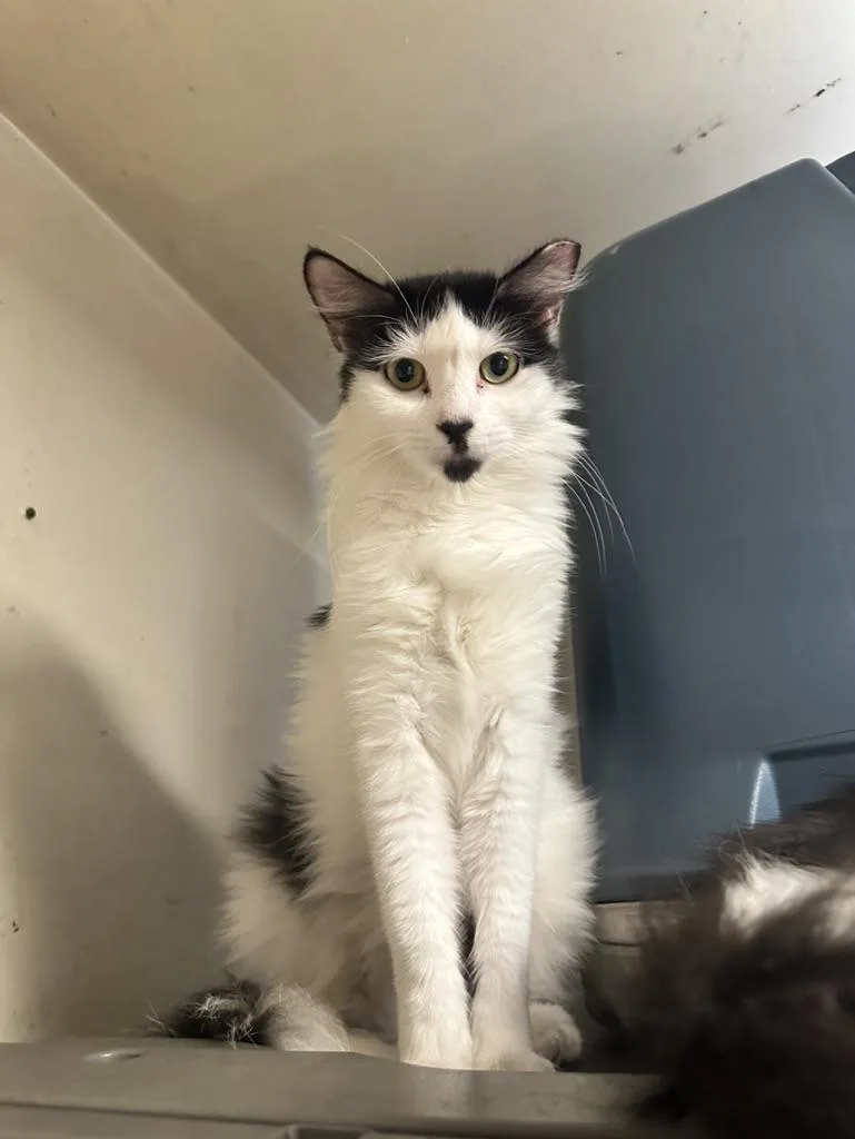 Zinnia & Pansy thumbnail 3