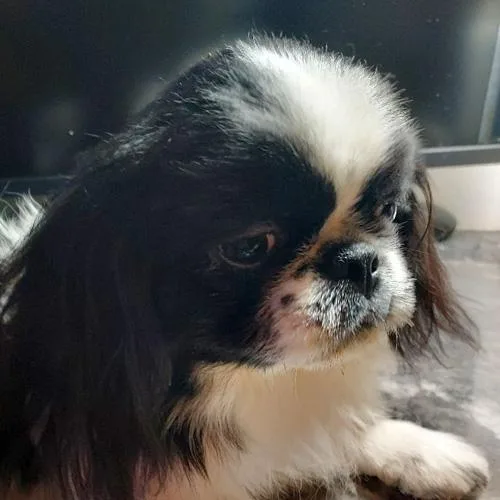 A young small-sized male Black Pekingese dog named Archie for adoption in Trufant, MI