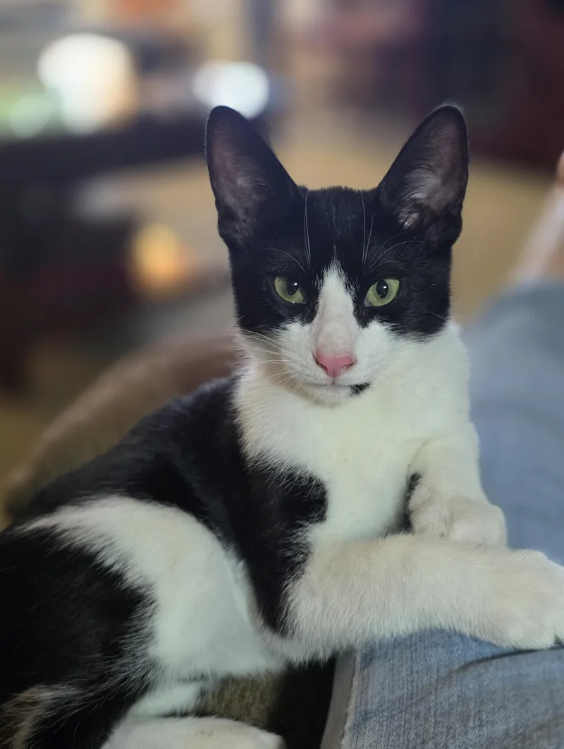 A baby medium-sized male Black & White / Tuxedo Tuxedo cat named Wilson for adoption in Los Angeles, CA