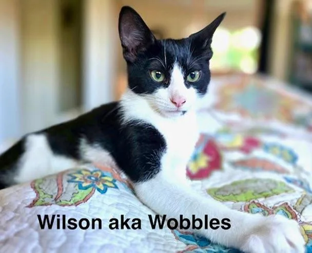 Wilson thumbnail 2
