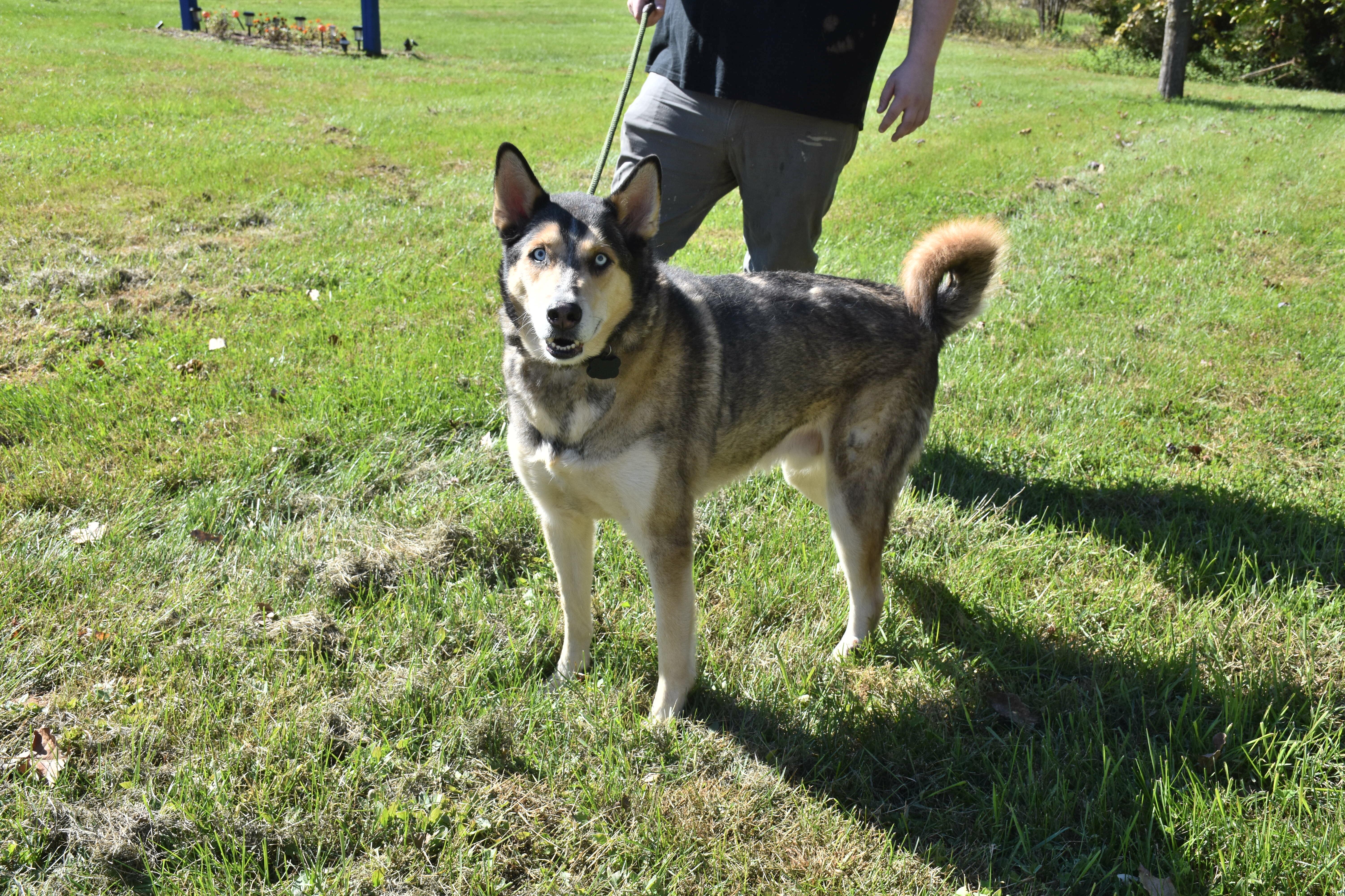A senior extra large-sized male Sable Shepherd dog named Kilo for adoption in North Judson, IN