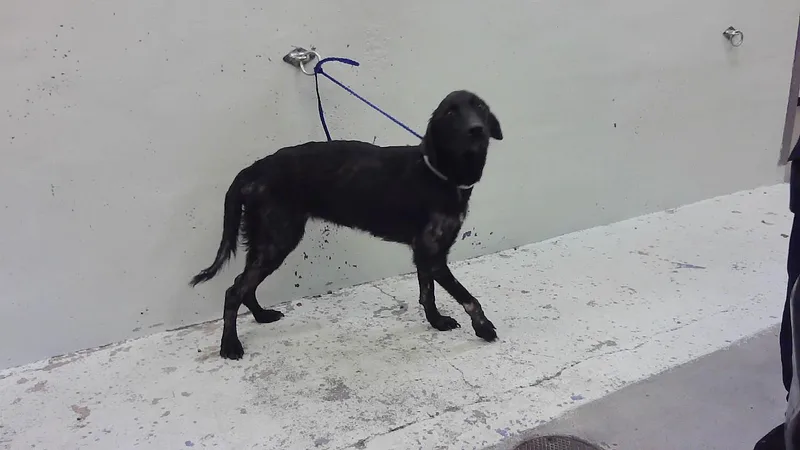 A young medium-sized female Labrador Retriever dog named Lola for adoption in Houston, TX