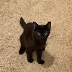 A young medium-sized female Black Domestic Short Hair cat named Trixie and Trudy for adoption in Farmington, MN