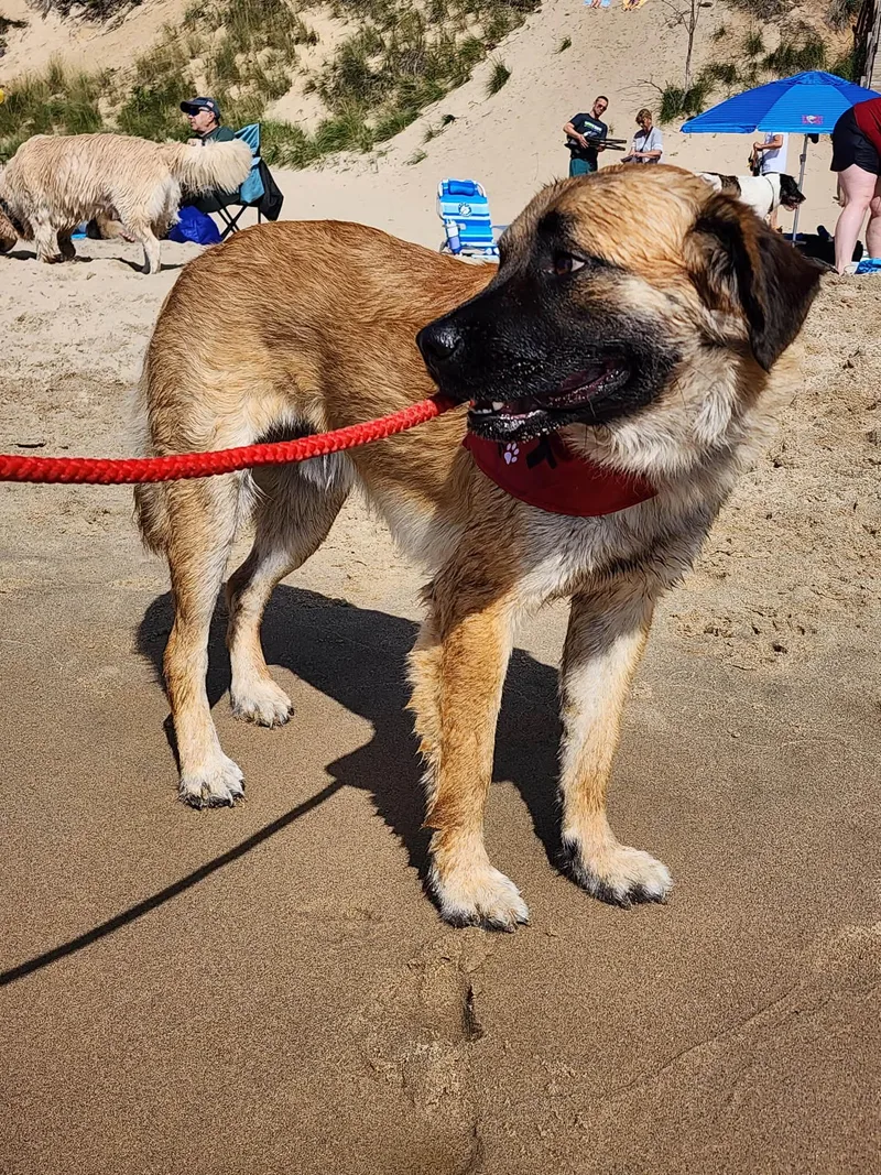 A young medium-sized male Anatolian Shepherd dog named Basil for adoption in Coldwater, MI