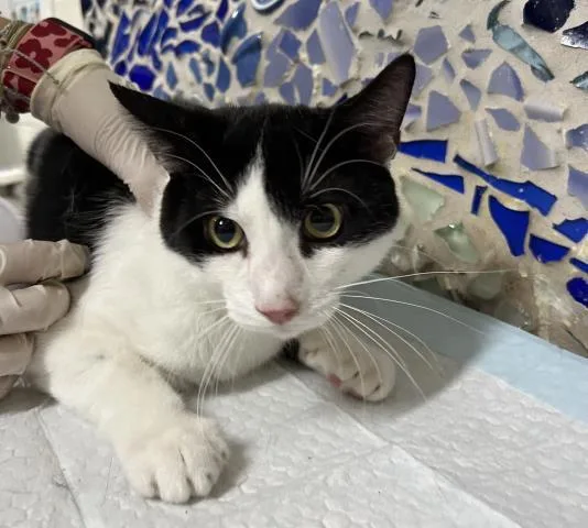 A young medium-sized male Domestic Short Hair cat named Bandit for adoption in Pensacola, FL