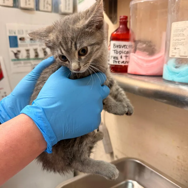 A baby small-sized male Gray / Blue / Silver Domestic Short Hair cat named Nettie for adoption in Birmingham, AL