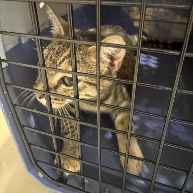 A young small-sized female Domestic Short Hair cat named Murphy for adoption in Winston-Salem, NC