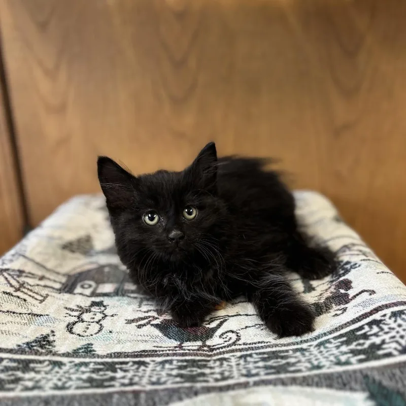 A baby small-sized female Black Domestic Long Hair cat named Forte for adoption in Fargo, ND