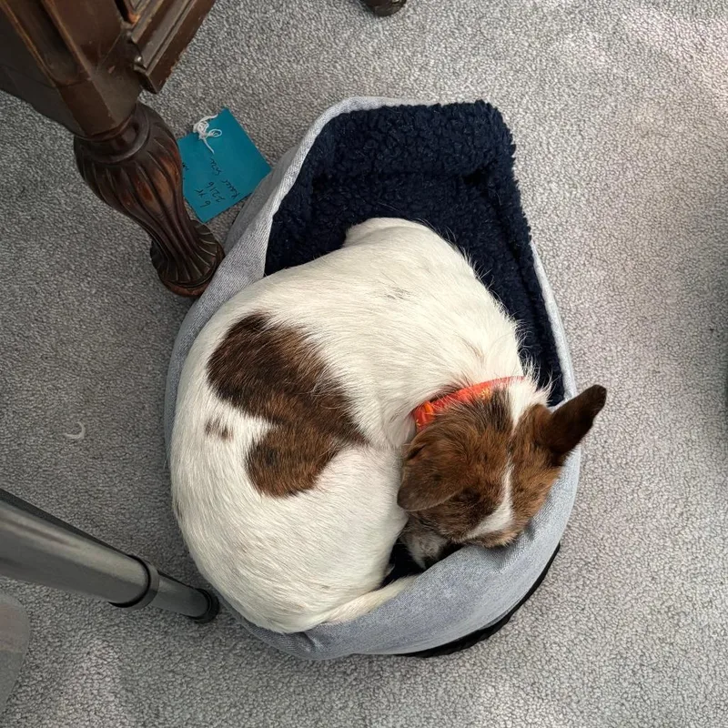 A young small-sized male Chihuahua dog named Samson D for adoption in Minnetonka, MN