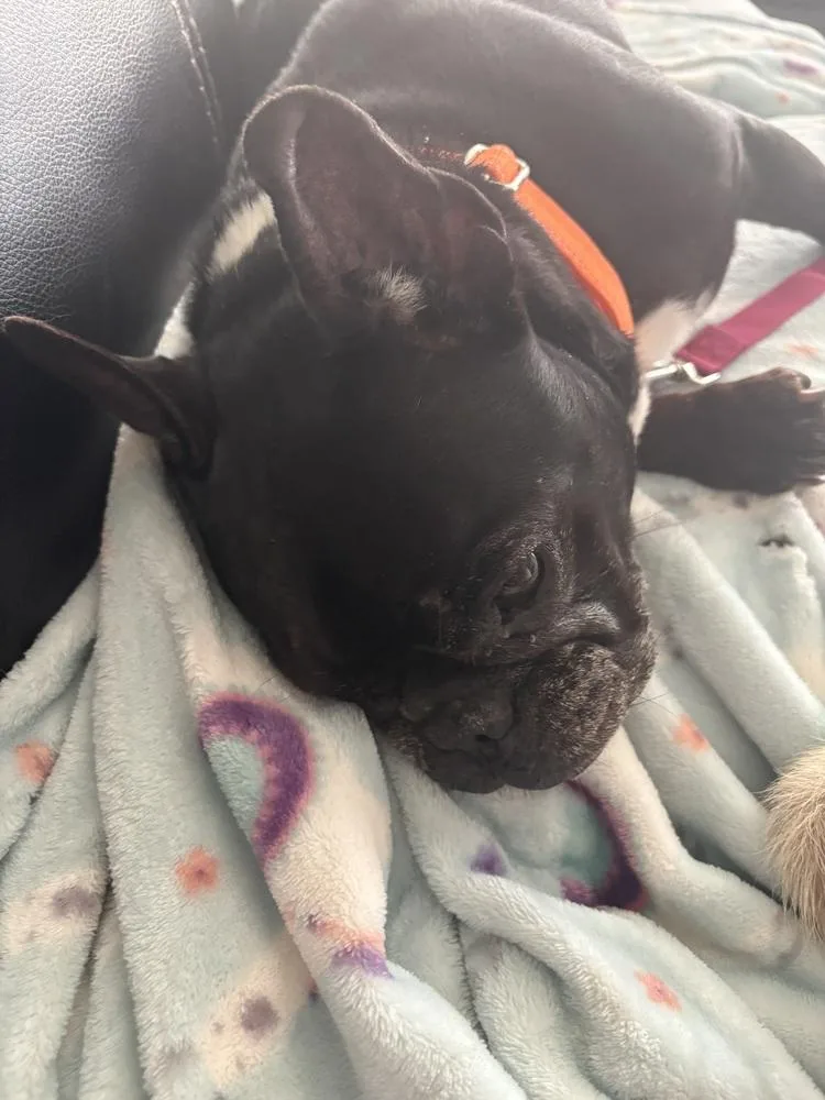 Stella