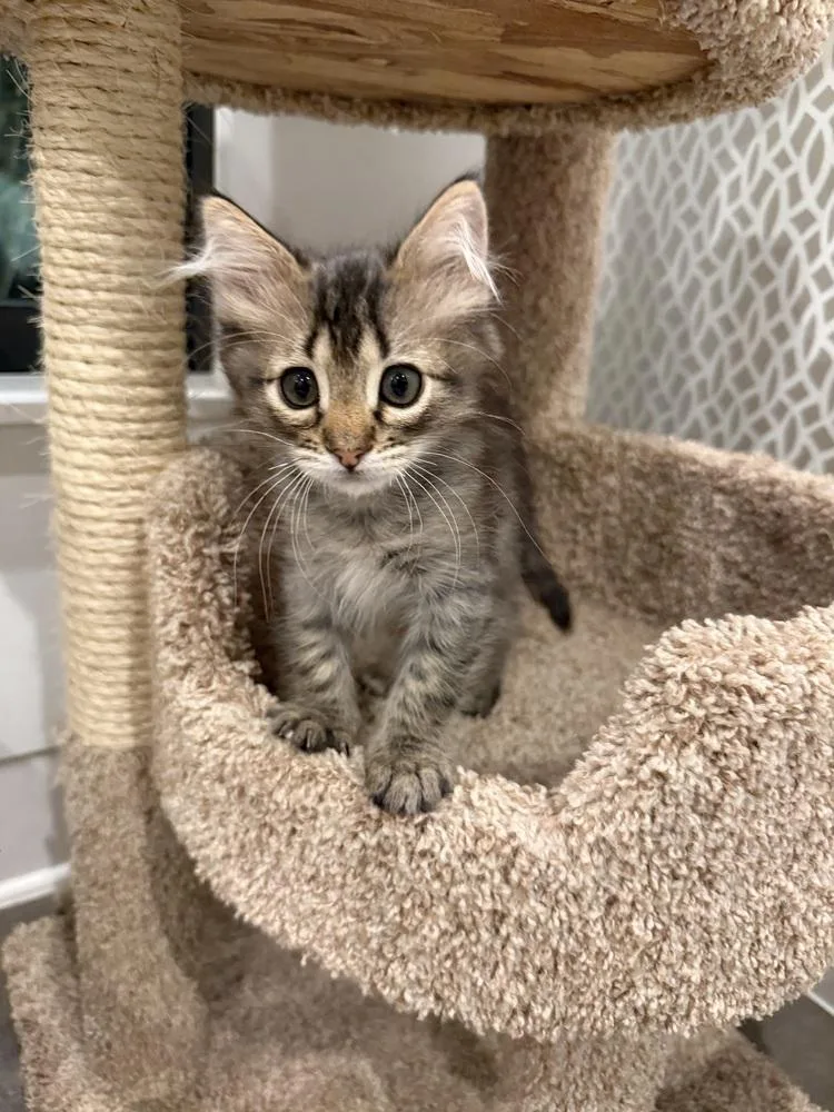 Crispian thumbnail 2