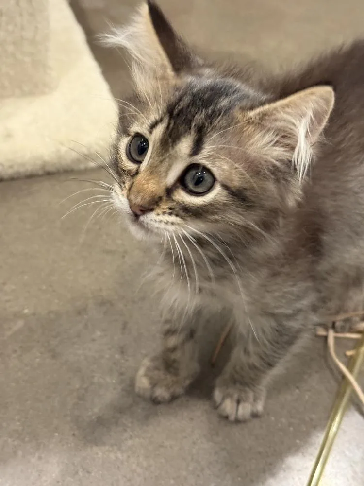 Crispian thumbnail 3