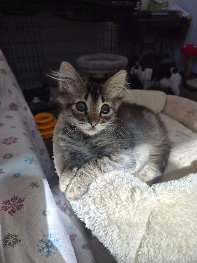 Crispian thumbnail 4