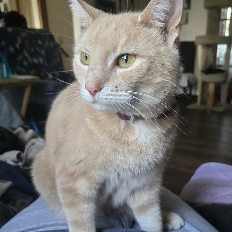 An adult medium-sized male Buff / Tan / Fawn Domestic Short Hair cat named Mylo for adoption in Massillon, OH