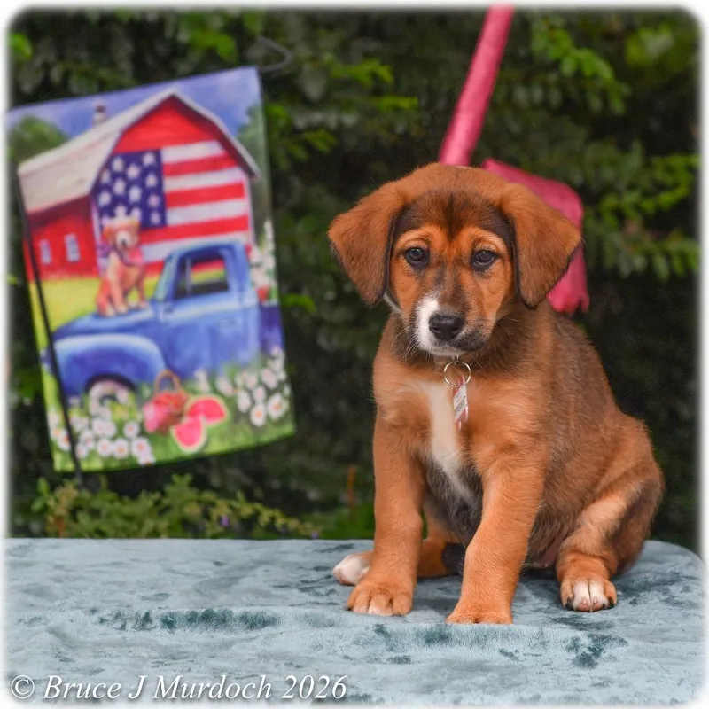A baby small-sized female Black Labrador Retriever dog named Peppermint for adoption in Wake Forest, NC