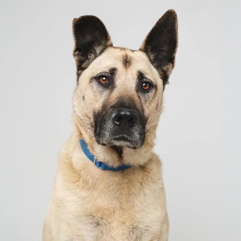 An adult large-sized male Brown / Chocolate Shepherd dog named Charlie Brown for adoption in Palm Springs, CA