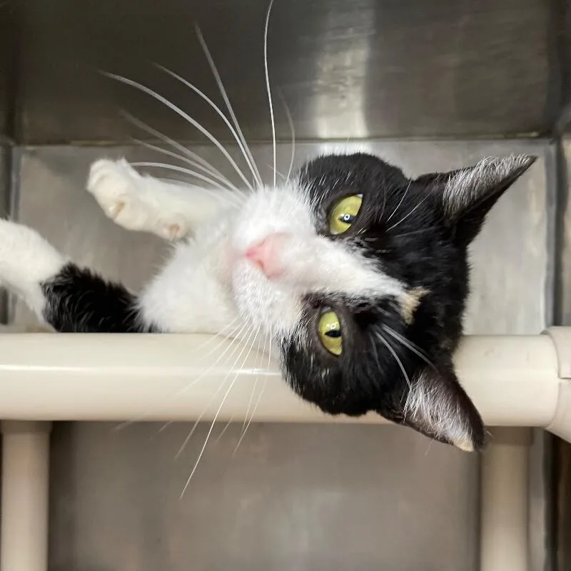 A senior medium-sized female Domestic Short Hair cat named Hope for adoption in Roanoke, VA