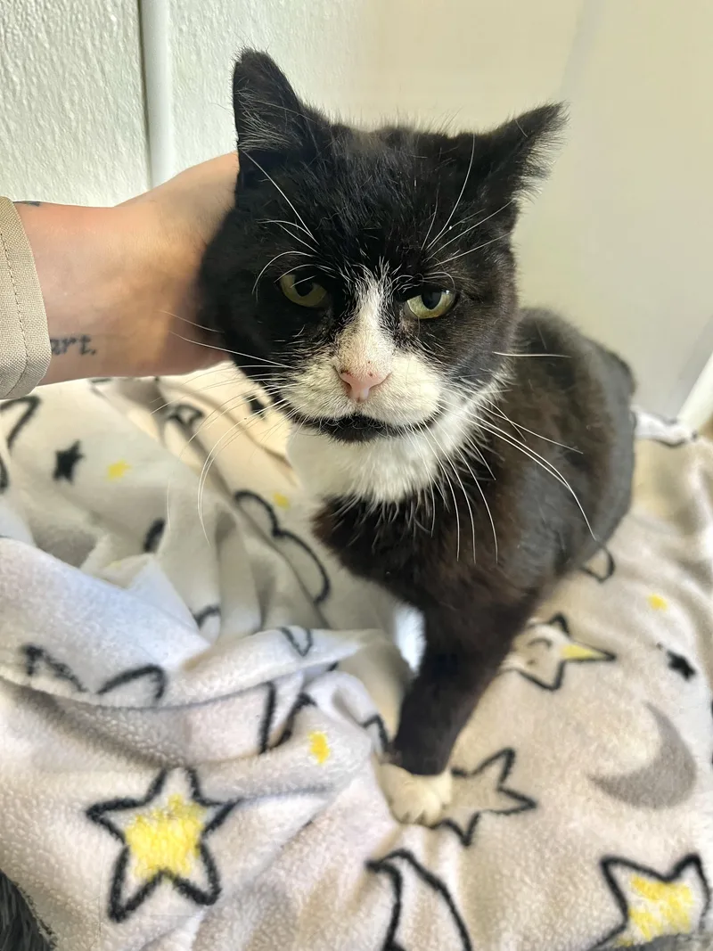 An adult medium-sized female Black & White / Tuxedo Domestic Short Hair cat named Leanna for adoption in Seville, OH