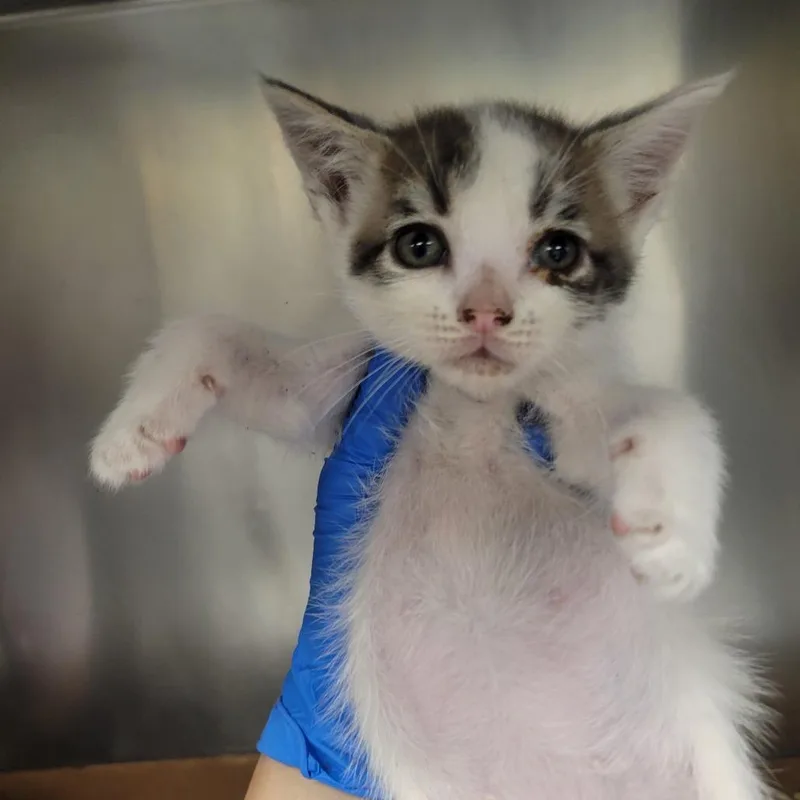 A baby small-sized male White Domestic Short Hair cat named Com Ga for adoption in Westminster, CA