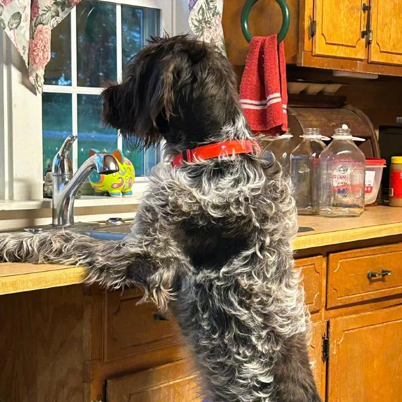 An adult small-sized male Brown / Chocolate German Wirehaired Pointer dog named Ruger for adoption in Santa Rosa, CA