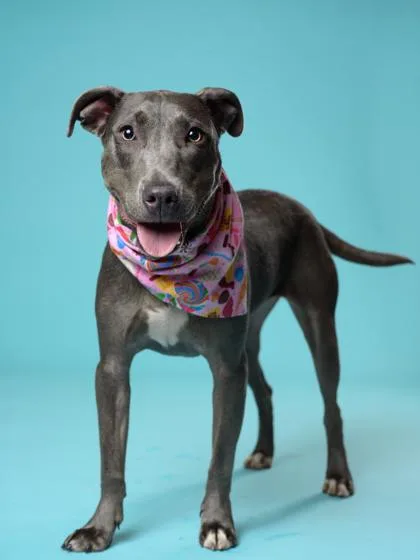 A young small-sized female Mixed Breed dog named Mocha for adoption in Atlanta, GA