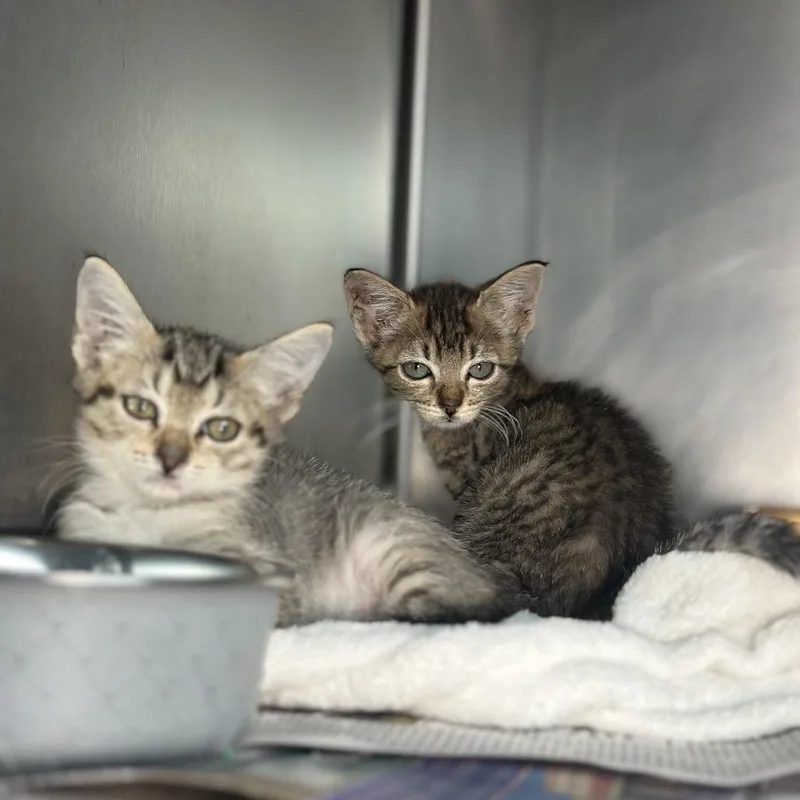 A baby small-sized male Brown / Chocolate Domestic Short Hair cat named Nate for adoption in San Antonio, TX