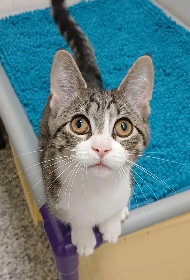 A baby medium-sized male Domestic Short Hair cat named "Big Boy" Felix for adoption in Bay City, MI