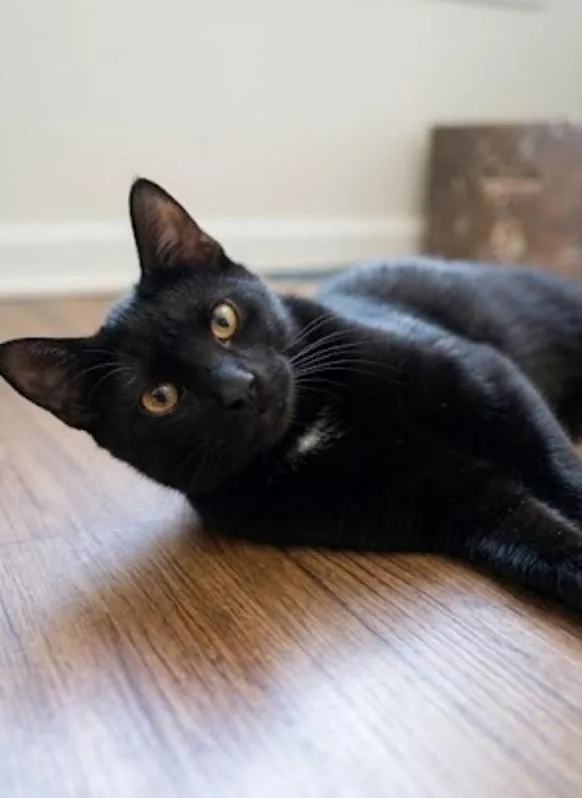 A baby large-sized male Black Domestic Short Hair cat named Winston for adoption in Los Angeles, CA