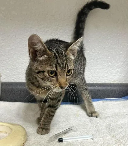 A young medium-sized female Domestic Short Hair cat named Pepper for adoption in Sullivan, IN