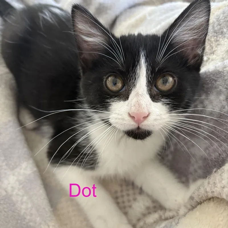 A young small-sized female Black Domestic Medium Hair cat named Dot for adoption in Peachtree City, GA
