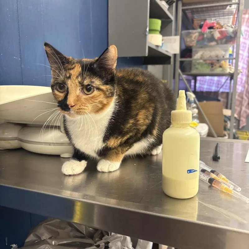 A young medium-sized female Calico Domestic Short Hair cat named Sam for adoption in Oak Hill, WV