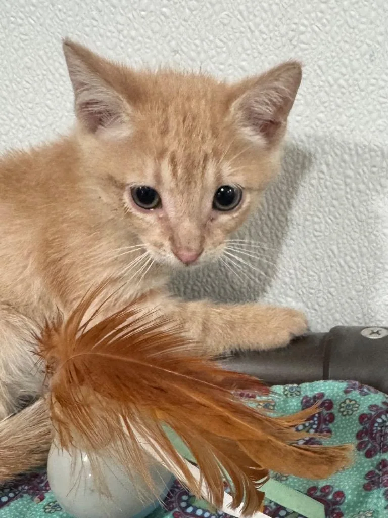 A baby small-sized male Tabby cat named Scotch for adoption in Brookhaven, MS
