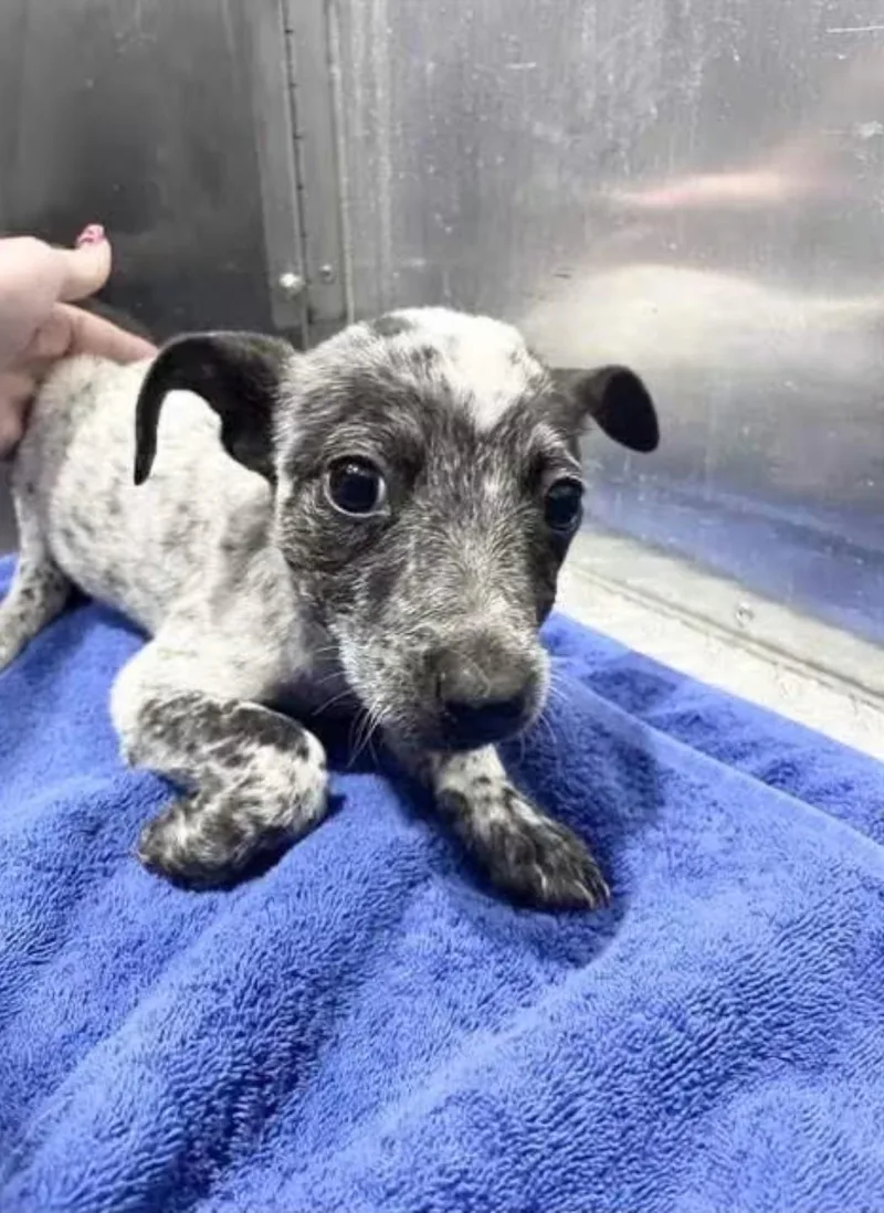 A baby small-sized female Australian Cattle Dog / Blue Heeler dog named Kiwi for adoption in Bradenton, FL