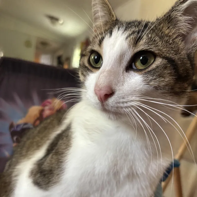 A young large-sized male Brown / Chocolate Domestic Short Hair cat named Monkey for adoption in Ashland, VA