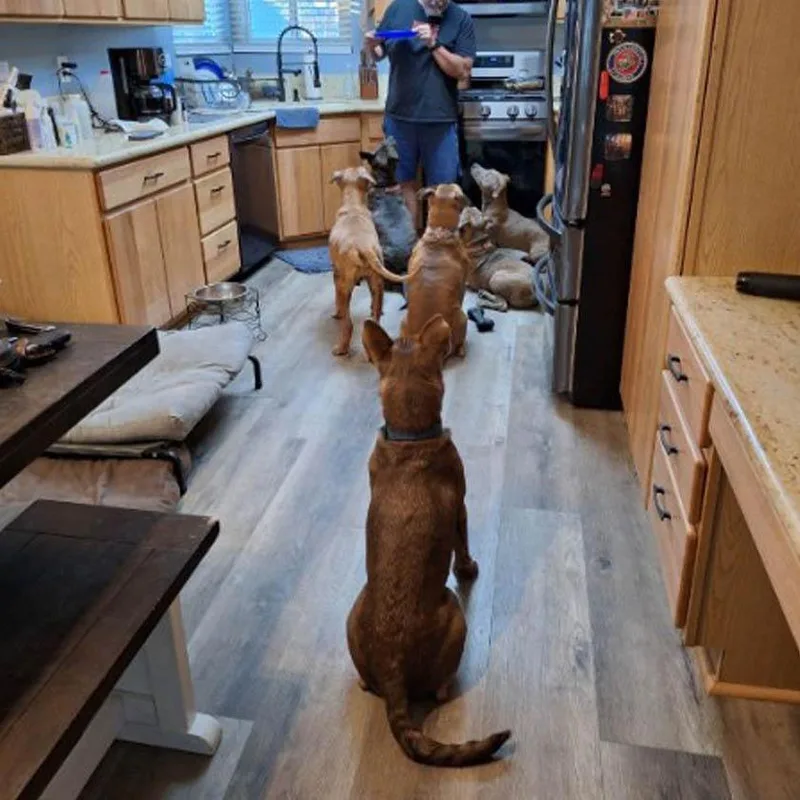 An adult medium-sized male Brown / Chocolate Husky dog named Lil Bear A for adoption in Las Vegas, NV