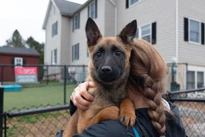 A baby large-sized female Belgian Shepherd / Malinois dog named Lassie for adoption in West Chester, PA