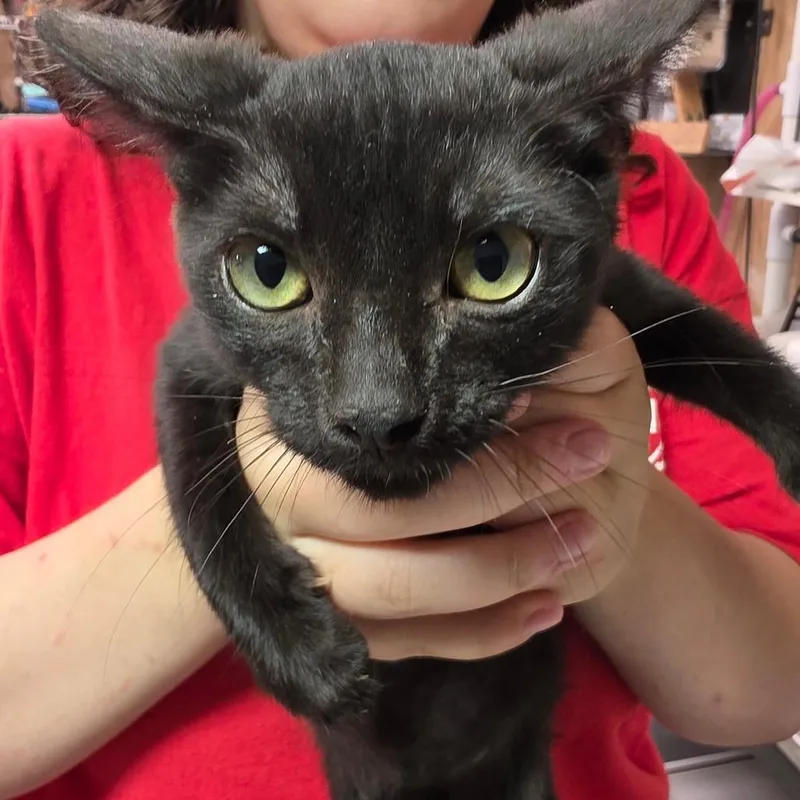A baby small-sized male Black Domestic Short Hair cat named Jellani for adoption in Leander, TX